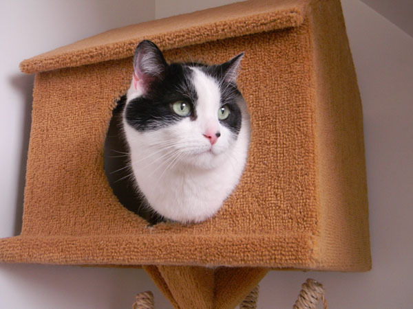 KittyCondo