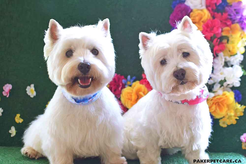 Morag-&-Dougle https://www.parkerpetcare.com/wp-content/uploads/2015/08/Morag-Dougle.jpg