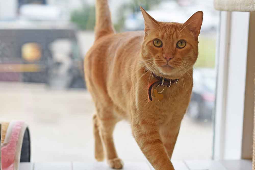pollux