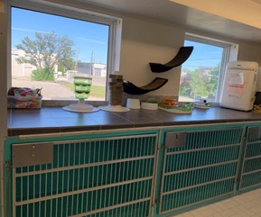 North York Cattery June 2020 2