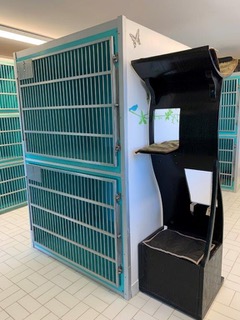 North York Cattery June 2020 3