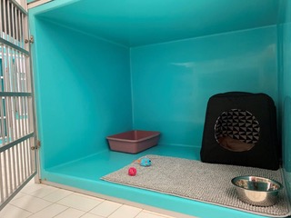 North York Cattery June 2020 4